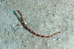 Corythoichthys amplexus