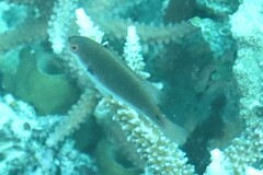 Cirrhilabrus punctatus