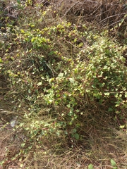 Anredera cordifolia