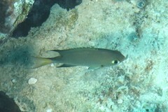 Pycnochromis atripes