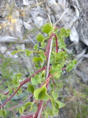 Anredera cordifolia