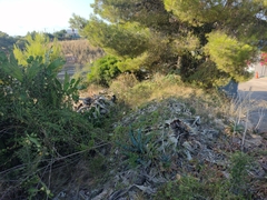Anredera cordifolia