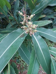 Alpinia koshunensis