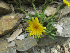 Picris hieracioides morrisonensis