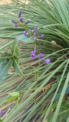 Hardenbergia