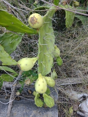 Opuntia monacantha
