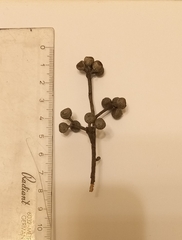 Eucalyptus globoidea