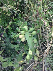 Opuntia monacantha