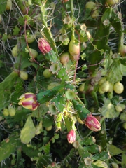 Opuntia monacantha
