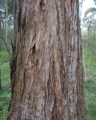Eucalyptus globoidea
