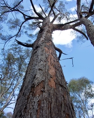 Eucalyptus globoidea