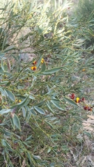 Daviesia nudiflora