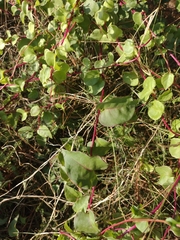 Anredera cordifolia