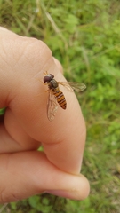 Episyrphus viridaureus