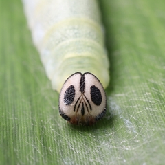 Pelopidas assamensis