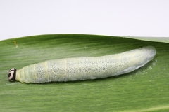 Pelopidas assamensis