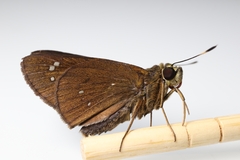 Pelopidas assamensis