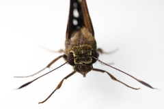 Pelopidas assamensis