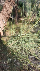 Allocasuarina fraseriana