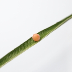 Pelopidas assamensis