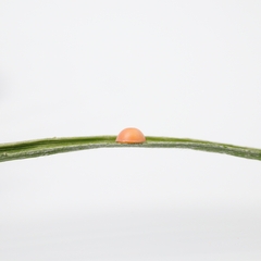 Pelopidas assamensis