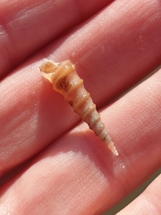 Stiracolpus ahiparanus