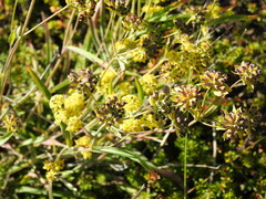 Bupleurum americanum