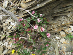 Spiraea morrisonicola