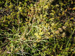 Bupleurum americanum