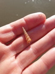 Stiracolpus ahiparanus