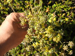 Bupleurum americanum