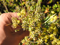 Bupleurum americanum
