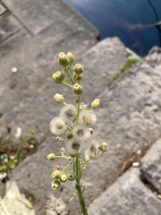 Erigeron bonariensis