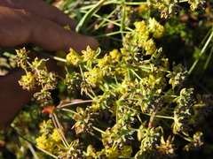 Bupleurum americanum