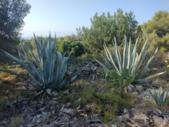 Agave americana