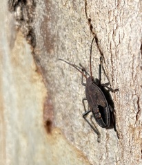 Poecilometis strigatus