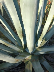 Agave americana