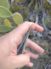 Agave americana