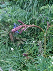 Sanguisorba tenuifolia