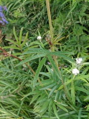 Sanguisorba tenuifolia