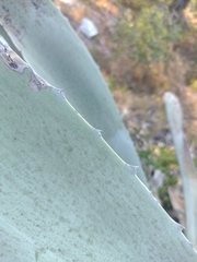 Agave americana