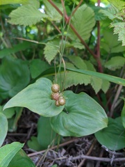 Maianthemum dilatatum