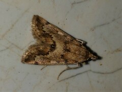 Tegostoma comparalis