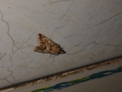 Tegostoma comparalis