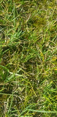 Carex duriuscula