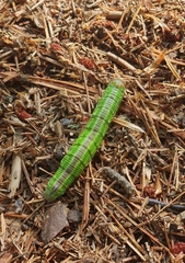 Sphinx morio arestus