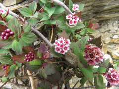 Spiraea morrisonicola