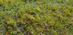 Carex duriuscula