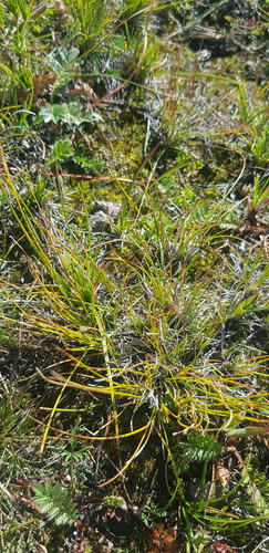 Siberian Kobresia (Carex borealipolaris)