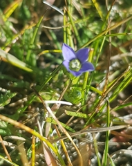 Gentiana prostrata
